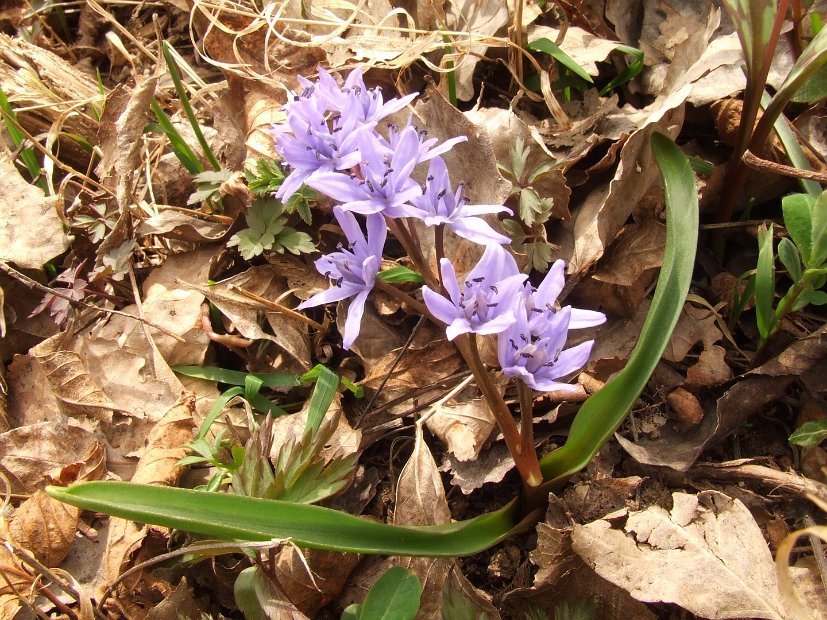 061 Scilla Bifolia